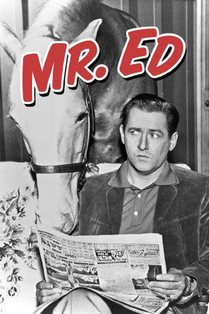 Mr. Ed is a horse, of course, an incredible talking horse, of course ...