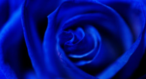 Blue Rose - Environment News - Israel
