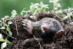 Chemical Weathering Living Organisms