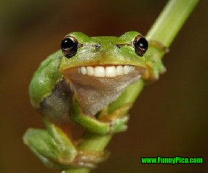 Funny Wild Animal Pictures