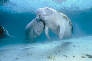 Touch is very important to marine mammals, such as these manatees ...