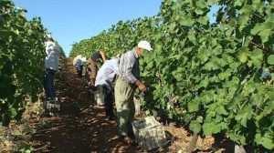 Grape Harvest, Wine Production, Picking (Plucking), Grape Vine ...