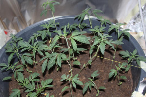 week old marijuana plant
