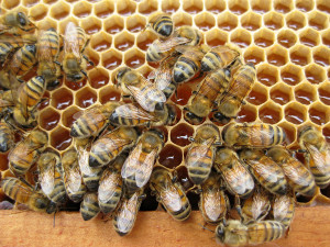 ... part of honey bee is nectar stored till it is deposited in bee hive