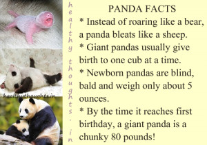 panda facts by healthythoughts.in-knowledge quotes-baby panda ...