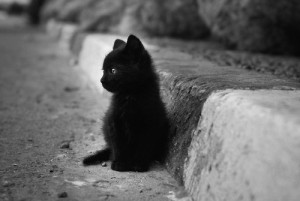 baby, baby cat, black and white, cat, cute, fluffy, kitten