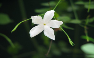 ... jasmine-flower-picture-free-download-new-hd-wallpapers-of-flowers.jpg
