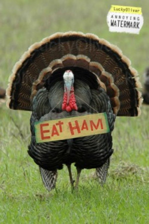 Funny Thanksgiving Day – Turkey