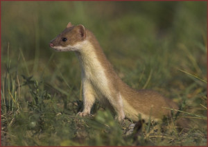 Niagara Region licensed to humanely remove nuisance mink and weasel ...