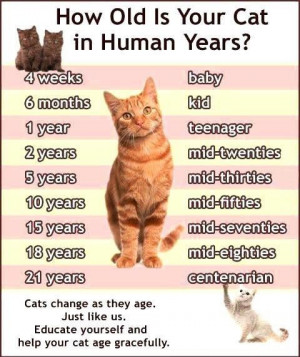 how old is your cat in human years how old is your cat in human years