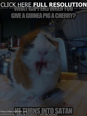 Funny-Quotes-about-Guinea-Pigs-1