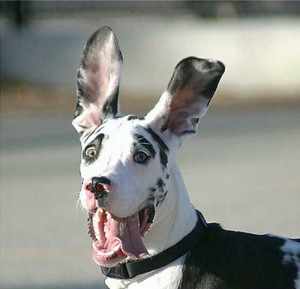 Funny Dogs Great Dane Images 2011