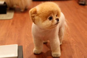 ... labels boo cutest dog boo dog cutest dog in the world boo wallpapers