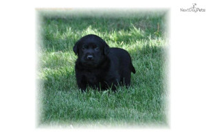 -registered-ivory-yellow-labrador-puppiesdog-labrador-retriever-puppy ...