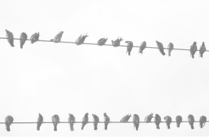 tumblr background picture birds by fiction-cassie