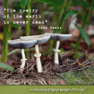 ... The Poetry Of The Earth Is Never Dead ” John Keats ~ Nature Quote