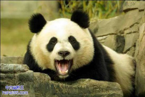 搞笑图片:可爱的大熊猫（30张）