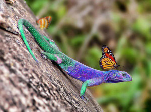 Animal Picture Colorful Lizard With Butterfly On Head