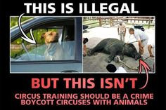 RINGLING BROS. CIRCUS ARE THE LARGEST ANIMAL CRUELTY CRIMINALS IN U.S ...