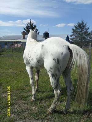 Vendo Caballo Appaloosa Entero Durango Mexico Imagen picture