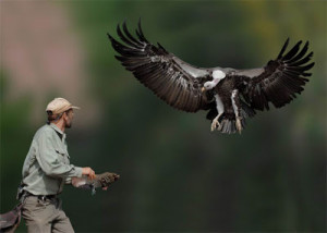 inspirational picture eagle bird catcher