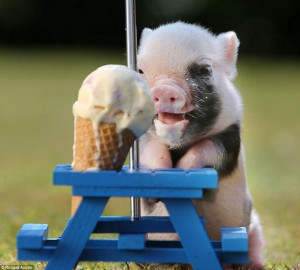 Teacup Pig Eating Ice Cream