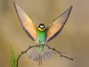 15 Amazing & Beautiful Bird Photos