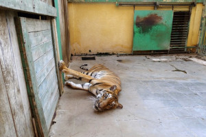 Animal cruelty, Egypt, Zoos, wildlife conservation, animal activism