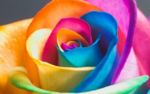 Inicio » Flores » Rosa de Colores. Fondos de Flores