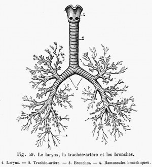 Respiratory System Photograph