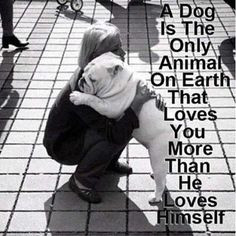 baggy bulldogs more puppies best friends hug english bulldogs pets so ...