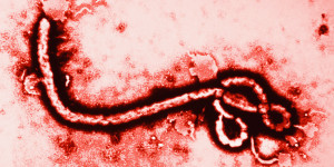 Ebola Virus Infecting ISIS Members