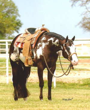 Apha Overo Mare Boone Horses