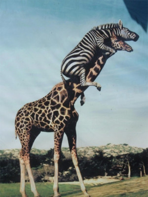 animals, cute animals, funny, giraffe, lol, photography, zebra, zoo