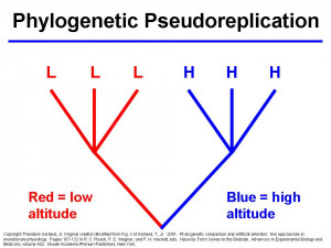 PhylogeneticPseudoreplication -- phylogenetic comparative methods