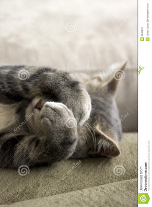 Chat gris timide avec des pattes au-dessus de visage.