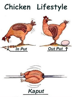 Chicken Life Cycle Cartoon