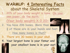 WARMUP: 4 Interesting Facts about the Skeletal System by 99uzkgs