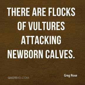Greg Rose - There are flocks of vultures attacking newborn calves.