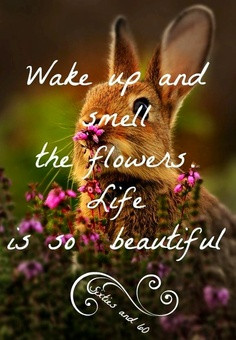 Wake Up And Smell The Flowers Life Is So Beautiful