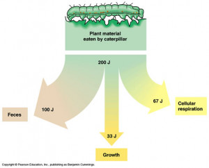 Trophic Levels Energy Transfer