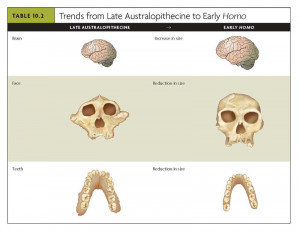 Chapter 10: Early Hominid Origins and Evolution: The Roots of ...
