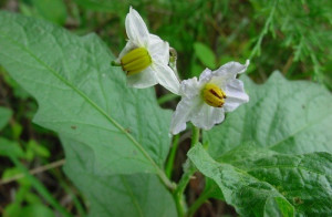 Horse Insurance Quotes Equine