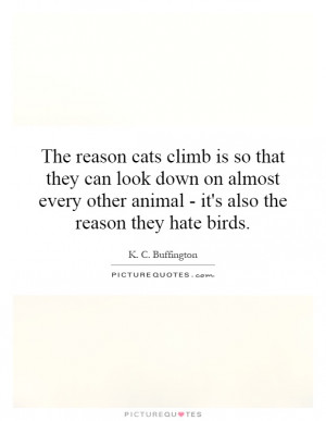Cat Quotes Bird Quotes K C Buffington Quotes