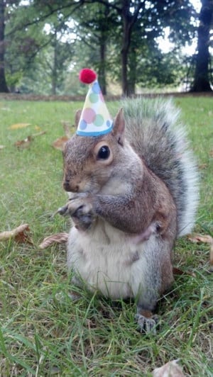 Party squirrel