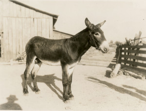 Lucille Keith with midget mule, 1939, Department of Conservation ...