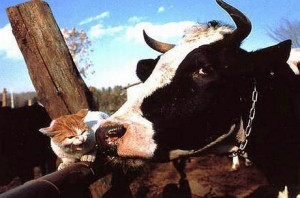 Cat And Cow