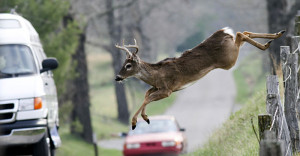Where the Deer and Antelope Play: Avoiding Animal Collisions