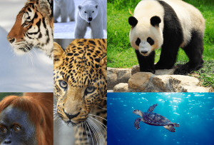 Endangered-Species-Day-Leo-DiCaprio-Photo-WWF.png