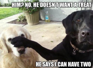 Funny Labrador Dog Meme Caption Joke Picture Photo - Him? No, he doesn ...